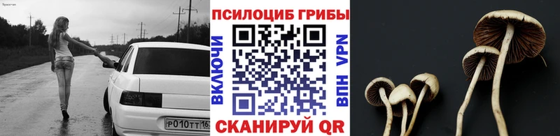 Купить где  Гусиноозёрск  Псилоцибиновые грибы Psilocybe 